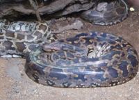 Snake Park Katraj — India travel guide
