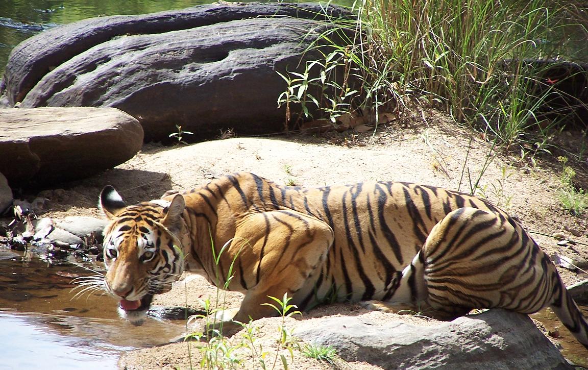Madhya Pradesh Tiger 1 — India travel guide